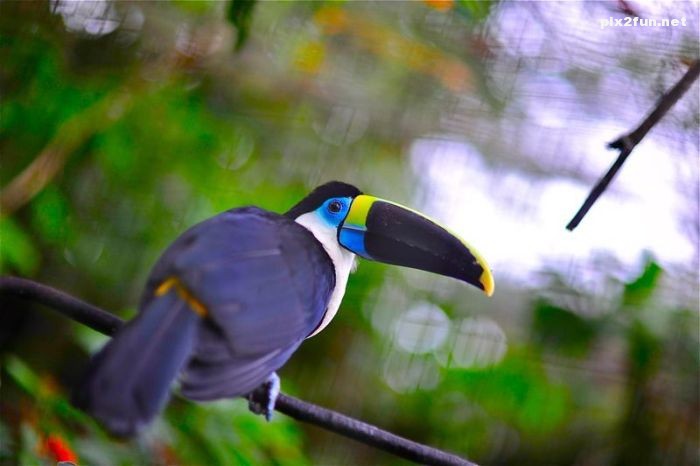 تصاویری از جنگل آمازون