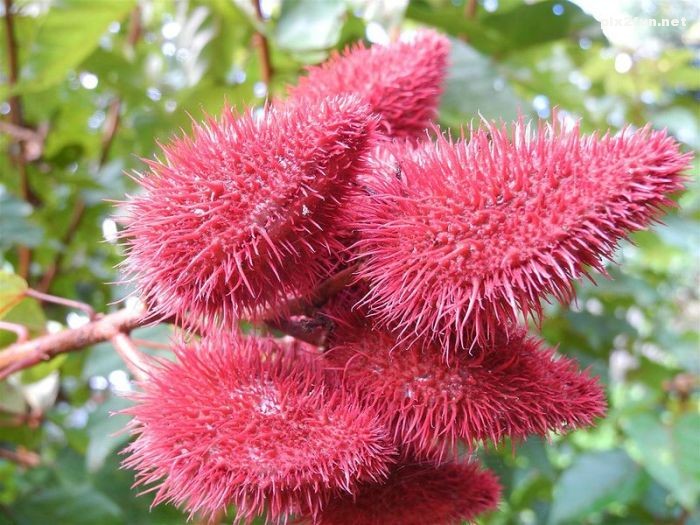 تصاویری دیدنی از جنگل آمازون