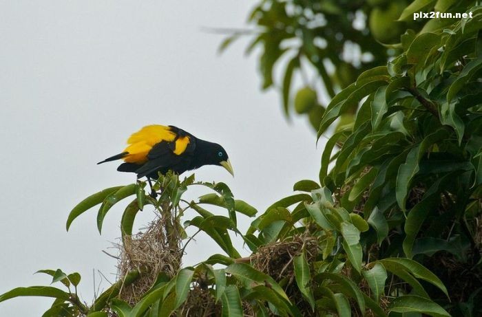 عکس های بسیار زیبا از جنگل آمازون