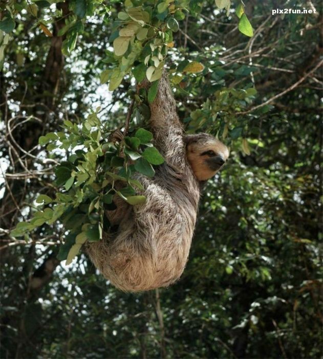 عکس های بسیار زیبا از جنگل آمازون