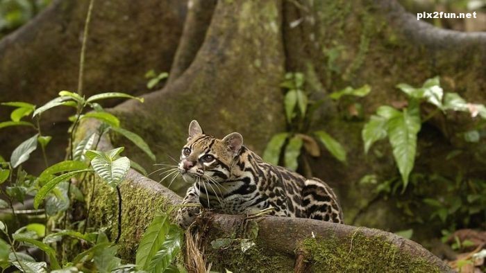 عکس های بسیار زیبا از جنگل آمازون