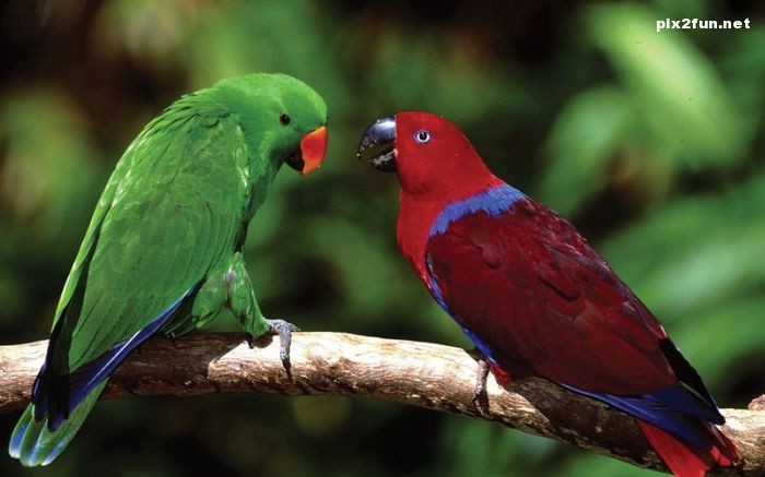 عکس های بسیار زیبا از جنگل آمازون