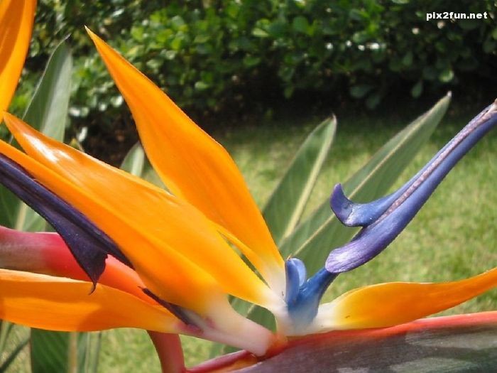 تصاویر بسیار زیبا از جنگل آمازون