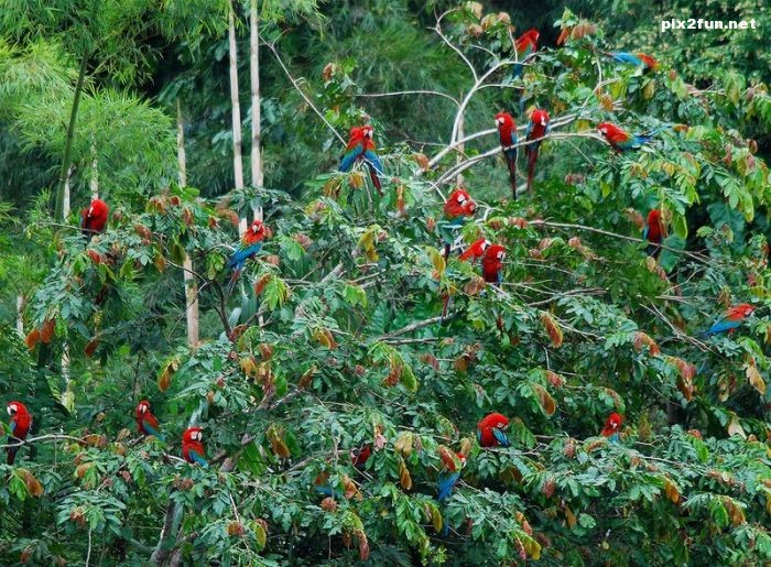 تصاویر بسیار زیبا از جنگل آمازون