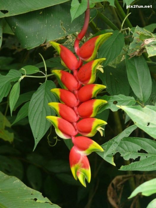 تصاویر بسیار زیبا از جنگل آمازون