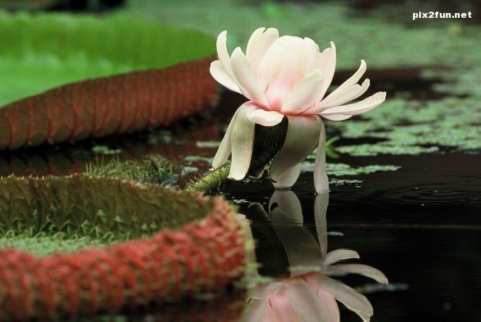 عکس های جدید و زیبا از جنگل آمازون