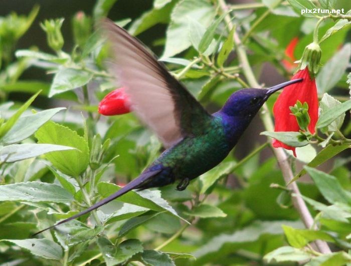 عکس های جدید و زیبا از جنگل آمازون