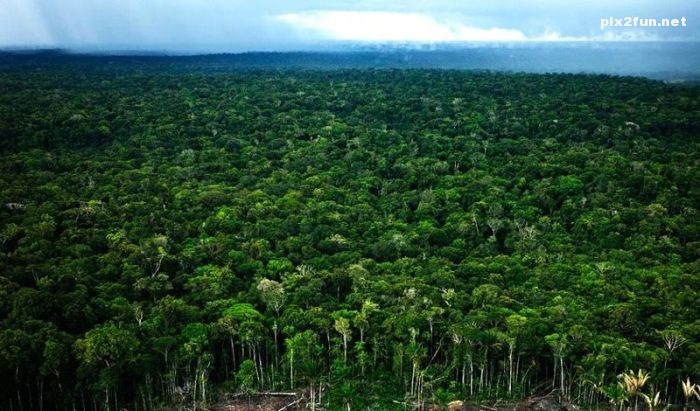 عکس های زیبا و جدید از جنگل آمازون