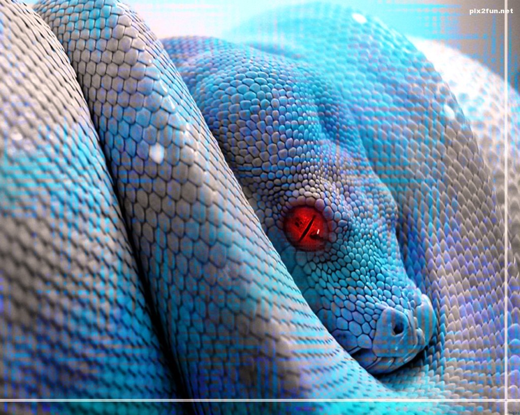 animals_reptiles-snake-wallpaper_1