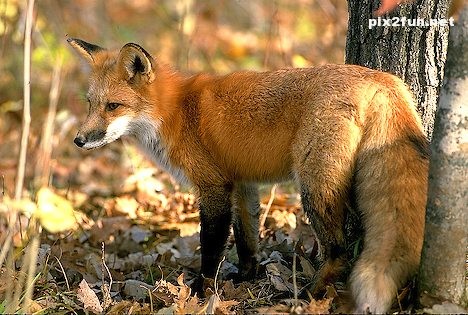 عکس های جدید از روباه