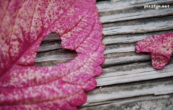 axhaye_asheghane_jadid_05