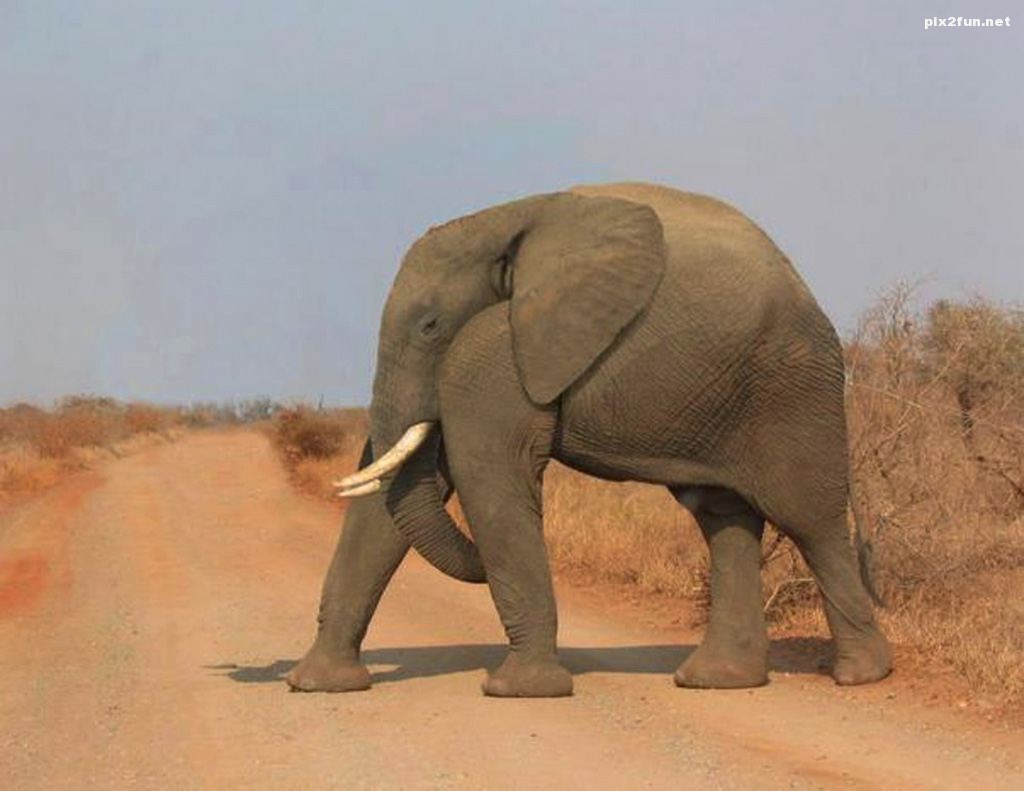 عکس از حیوانات بدون گردن