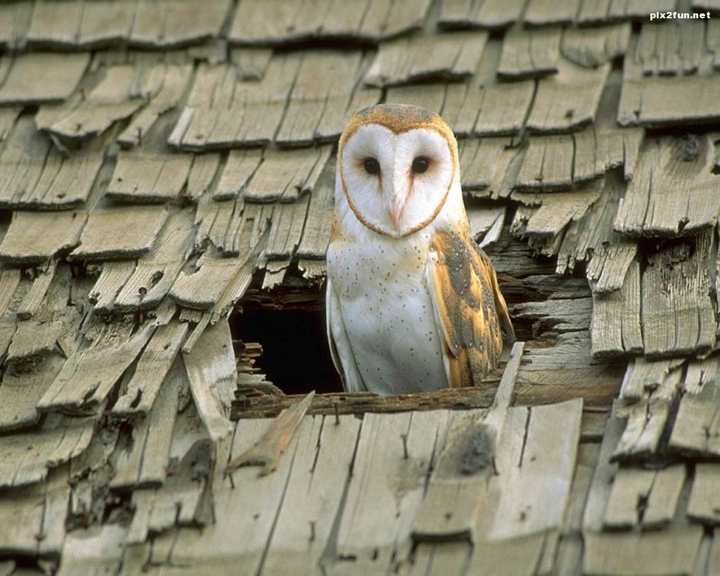 barn-owl-wallpaper-2