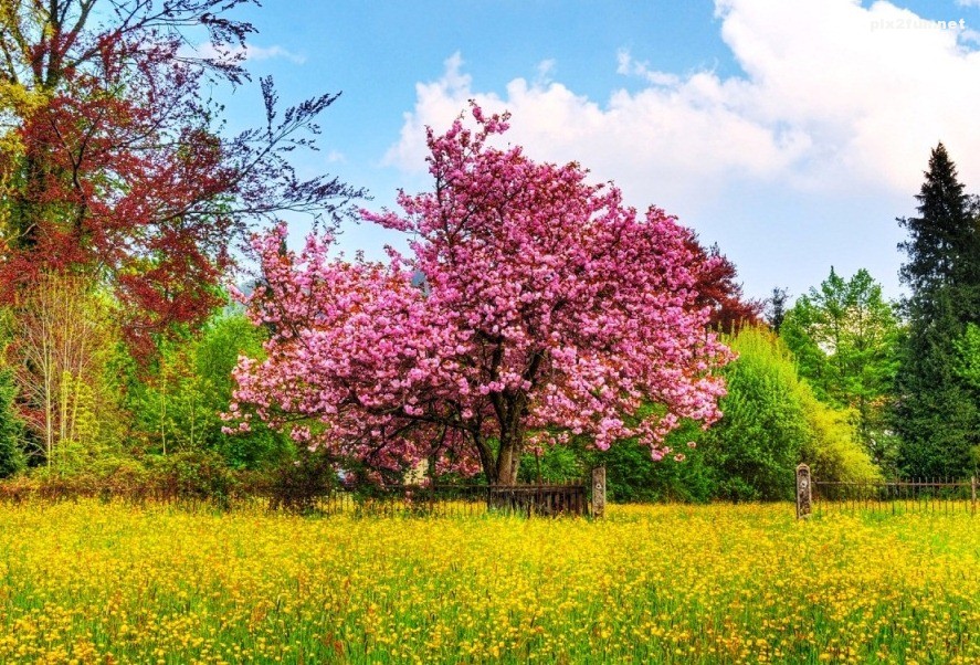 beautiful-spring-2-1280x800