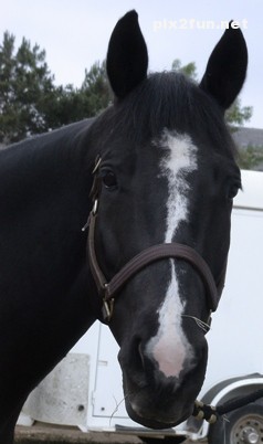 عکس های جدید از اسب های سیاه