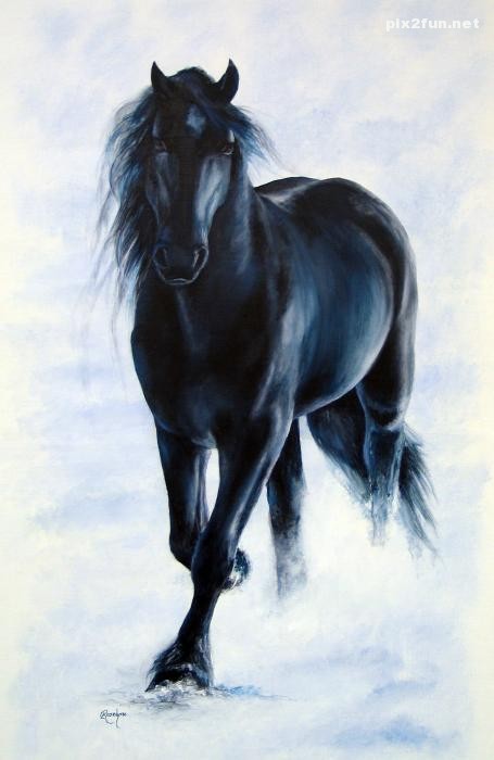 عکس های جدید از اسب های سیاه