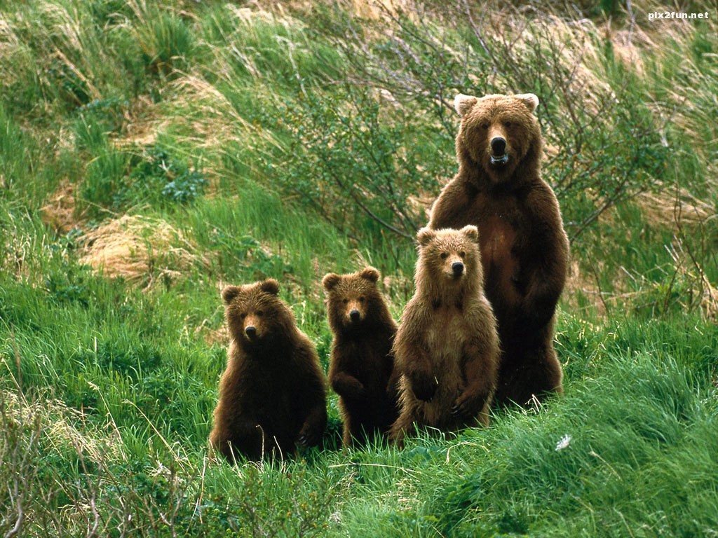 brown_bears-11
