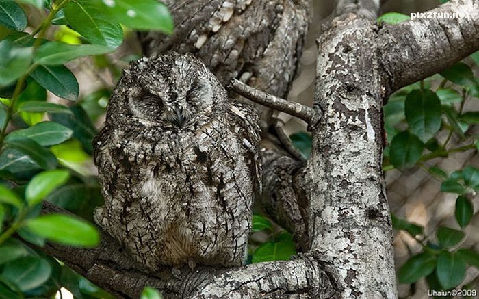 camouflaged_owls_01