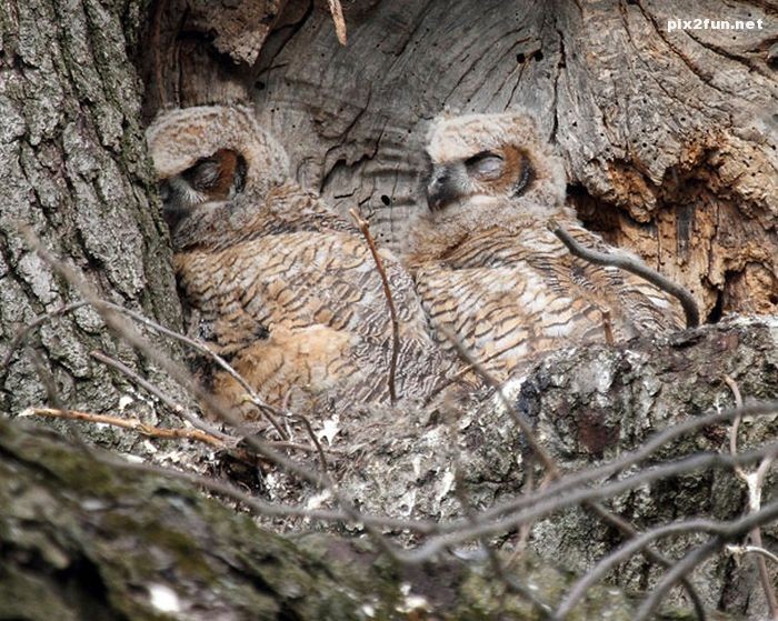 camouflaged_owls_03