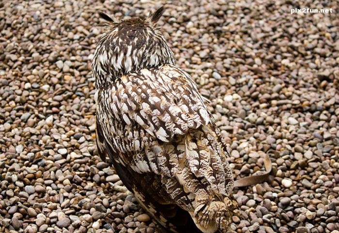 camouflaged_owls_05