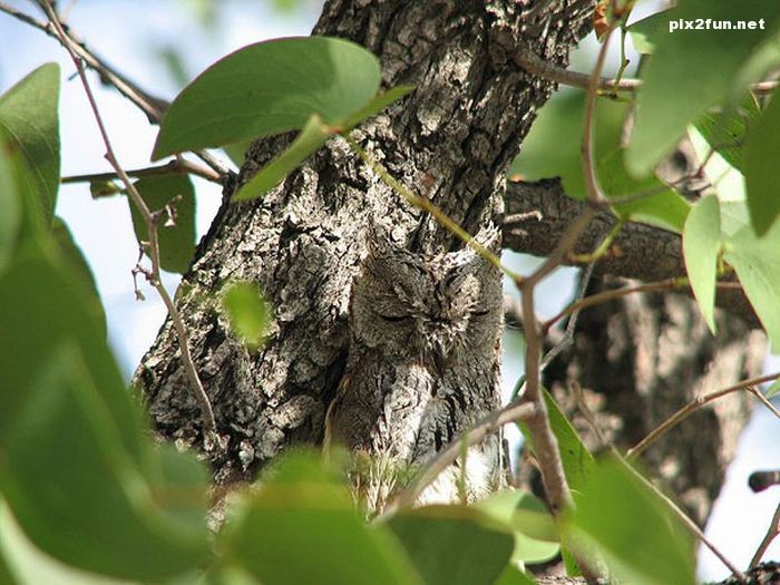 camouflaged_owls_09