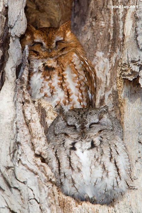 camouflaged_owls_10