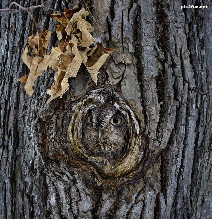 camouflaged_owls_16