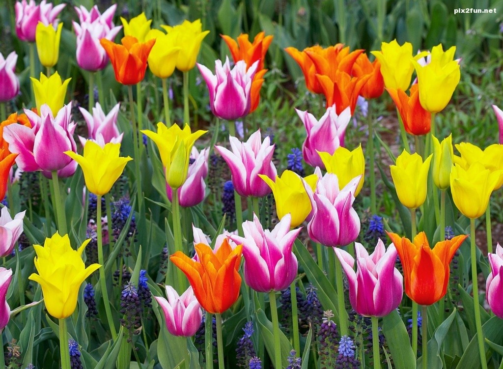 colorful_tulips_2-wallpaper-1024x768