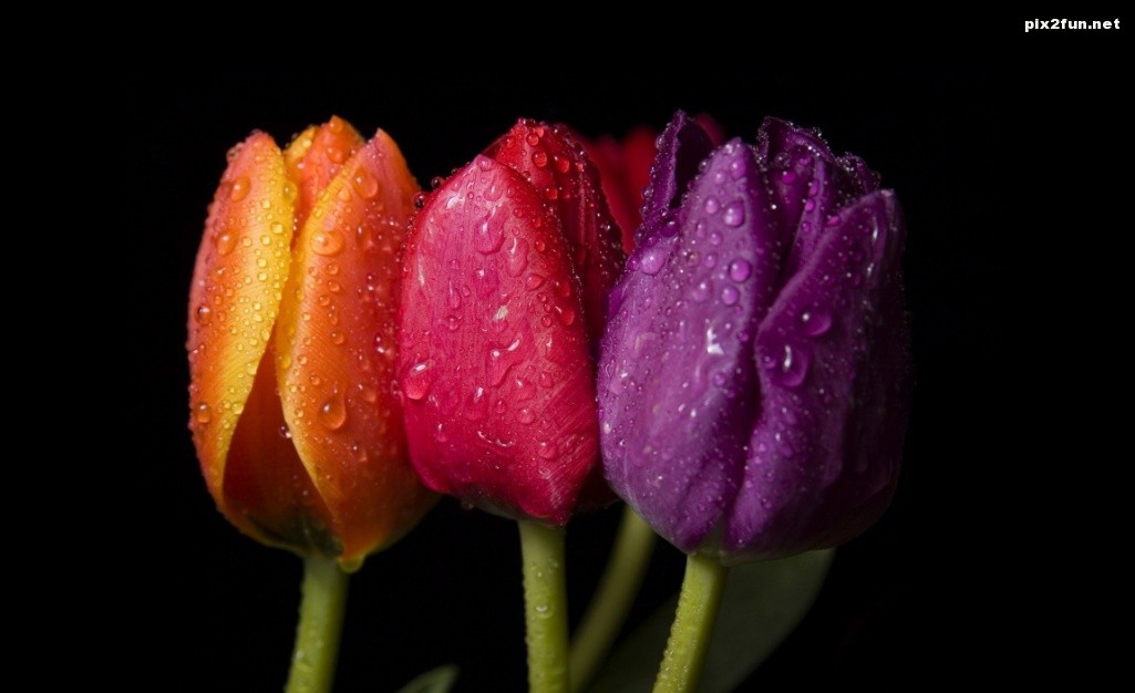 colorful_tulips_5-wallpaper-1152x720