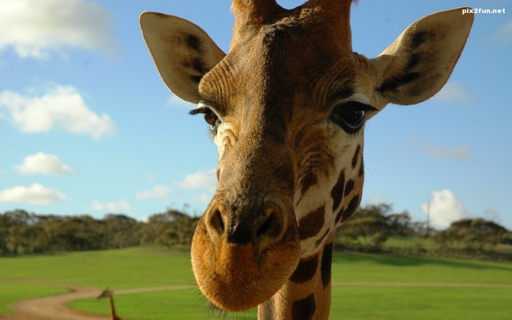 cute-giraffe