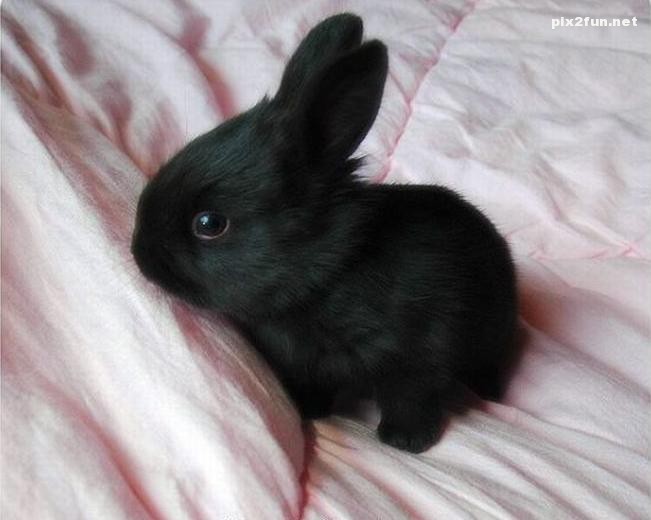 عکس از خرگوش های بانمک