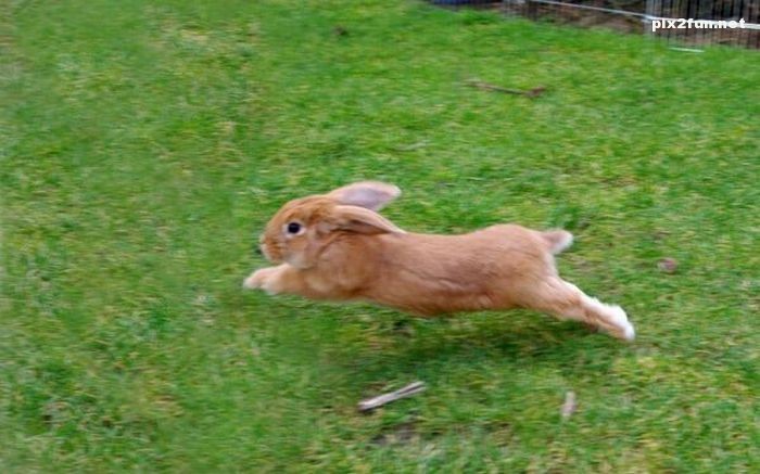 عکس از خرگوش های بانمک