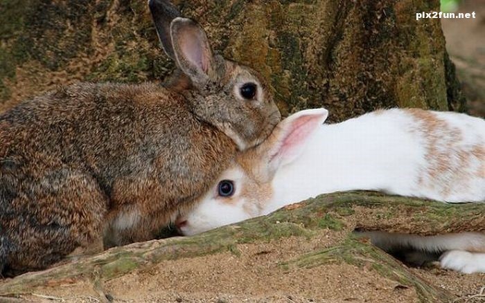 عکس از خرگوش های خوشگل