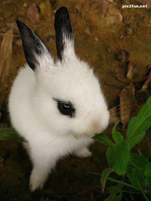 عکس از خرگوش های بانمک