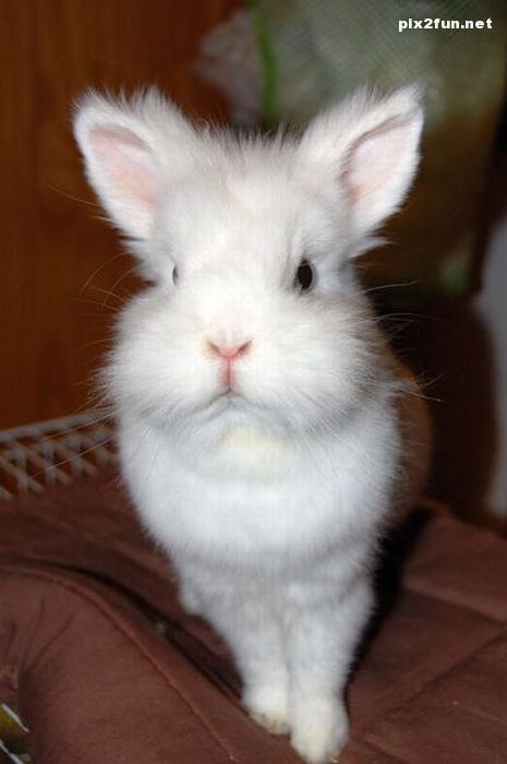 عکس از خرگوش های بانمک
