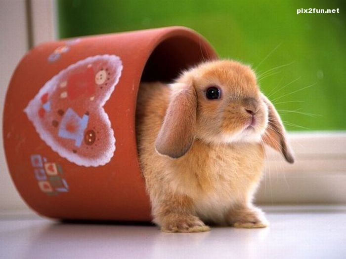 عکس از خرگوش های خوشگل