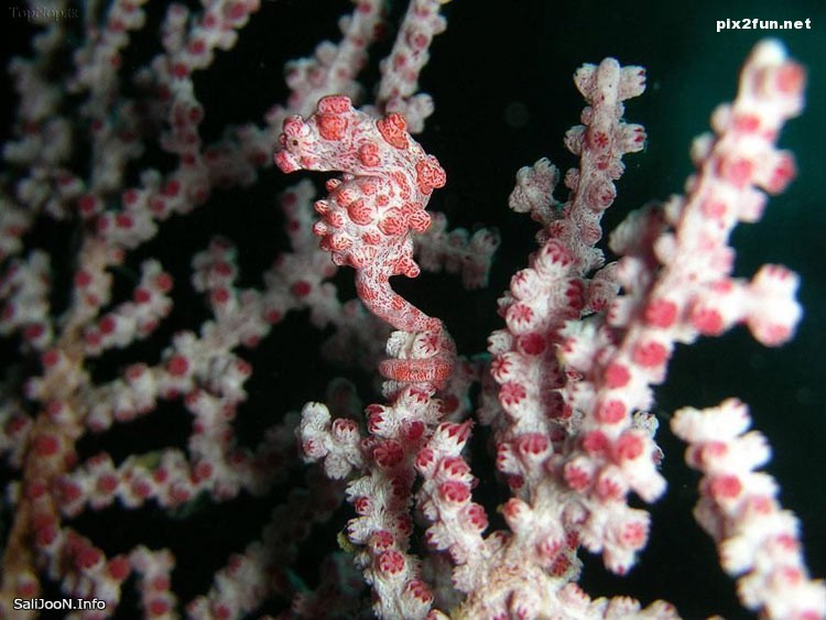 عکس های بسیار زیبا از استتار در طبیعت