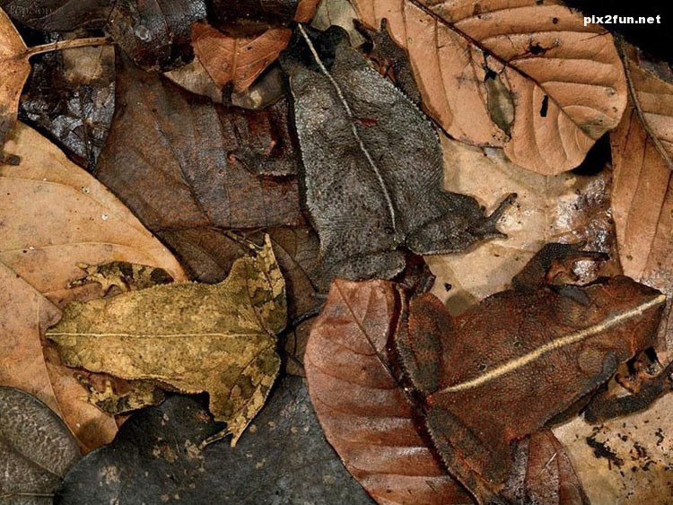 عکس های بسیار زیبا از استتار در طبیعت