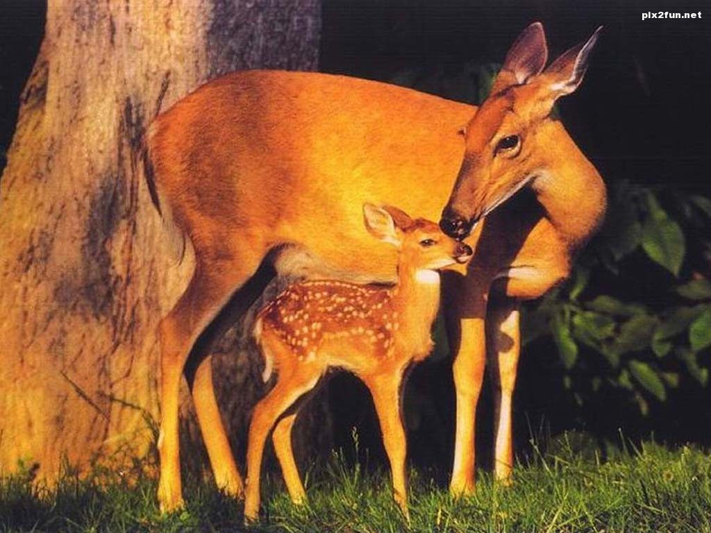 deer_and_fawn_wallpaper-29113