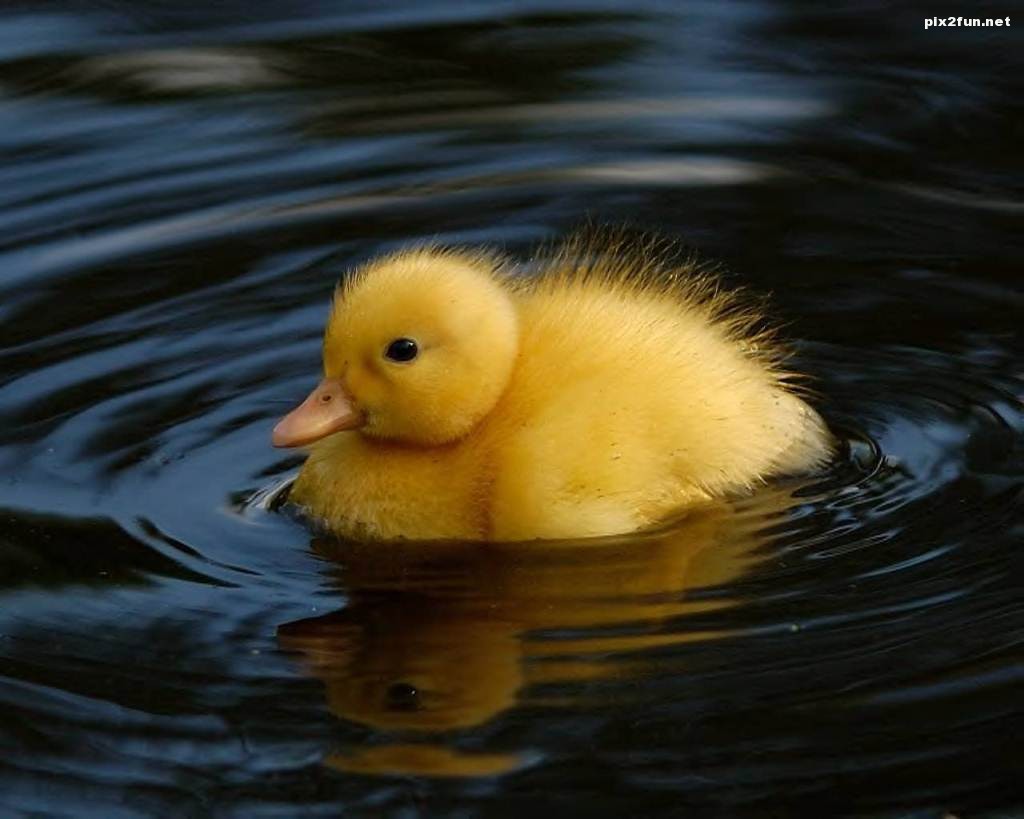 ducks-cute-wallpaper-2