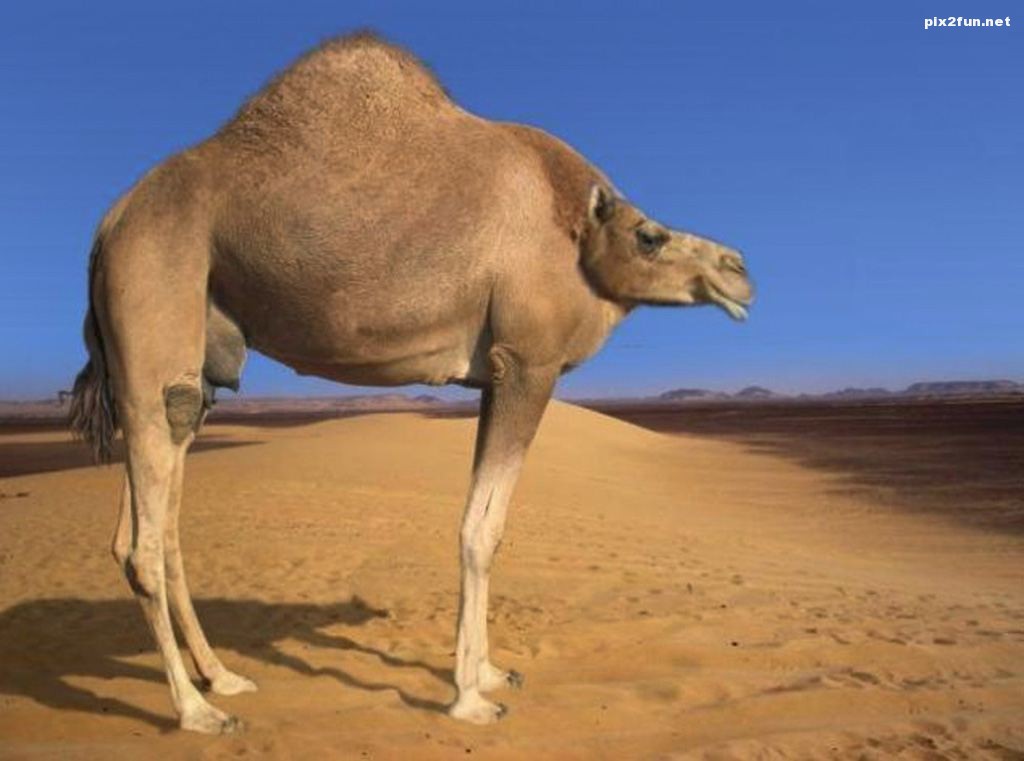 عکس از حیوانات بدون گردن