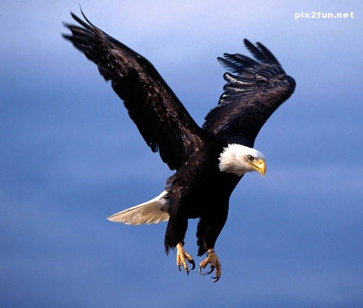 eagle_wallpaper_002