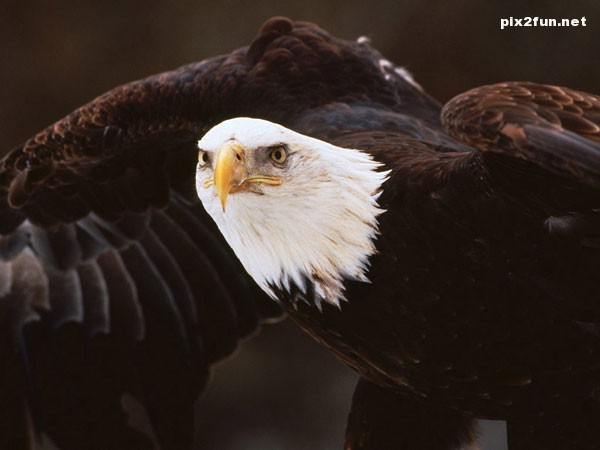 eagle_wallpaper_003