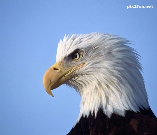 eagle_wallpaper_005