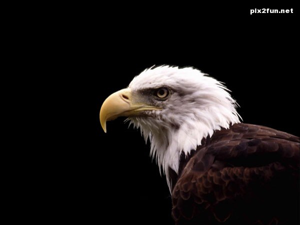 eagle_wallpaper_010