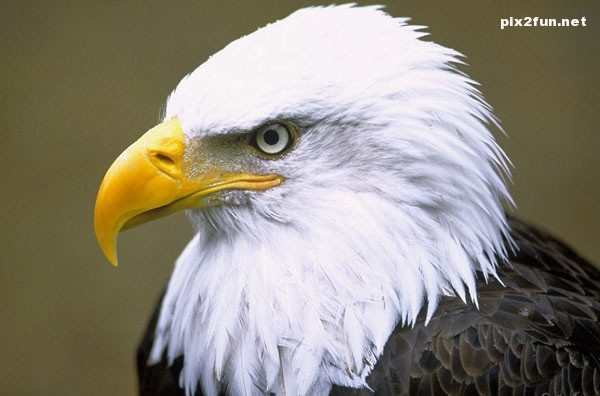 eagle_wallpaper_011