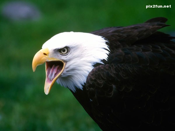 eagle_wallpaper_015