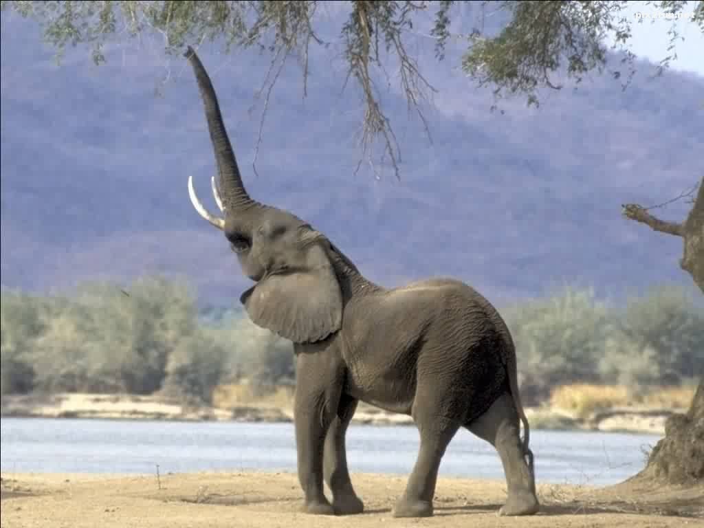elephant_21