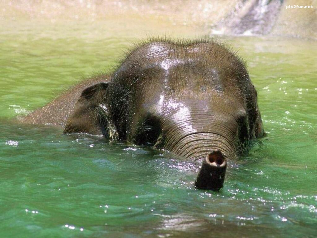 elephant_in_water