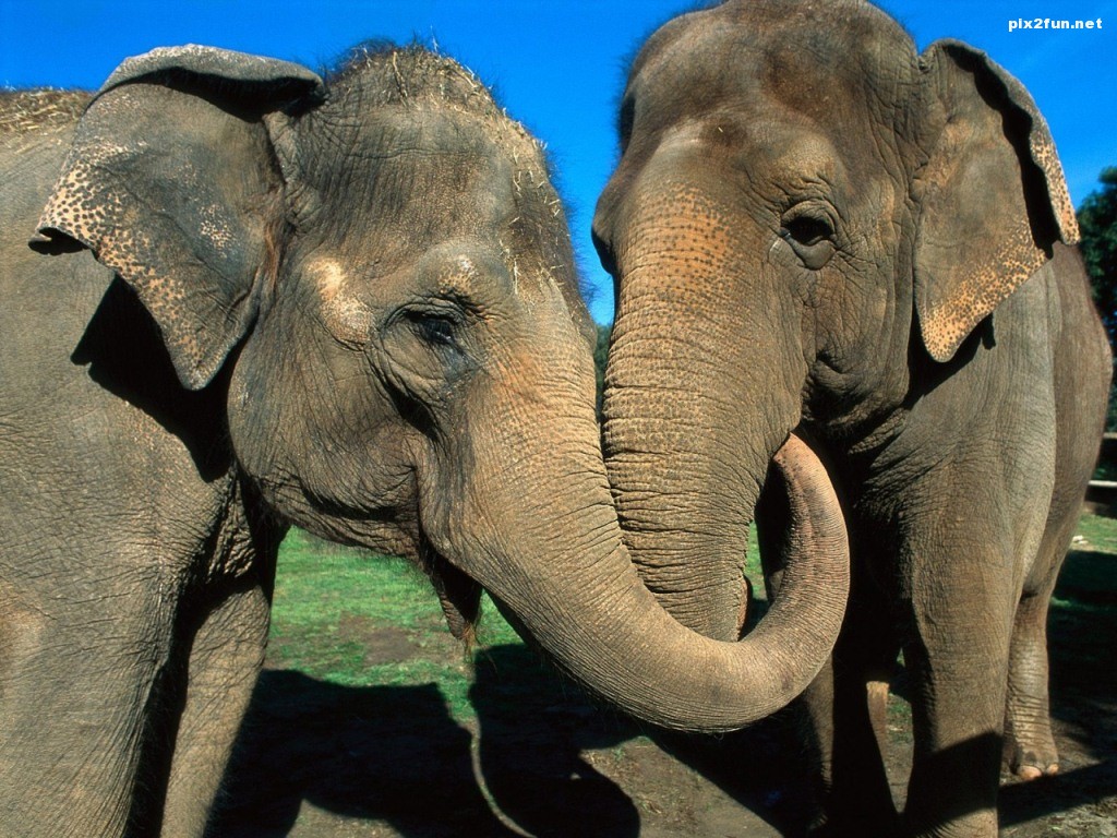 elephant_wallpaper_02_1280x9601